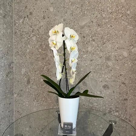 Miap Orti 31-3